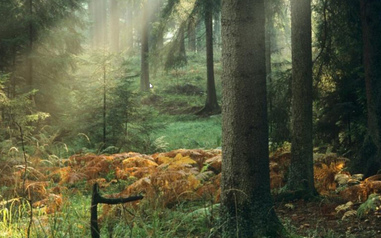 Puszcza Borecka – Dom Żubrów i Kraina Nieskończonych Drzew